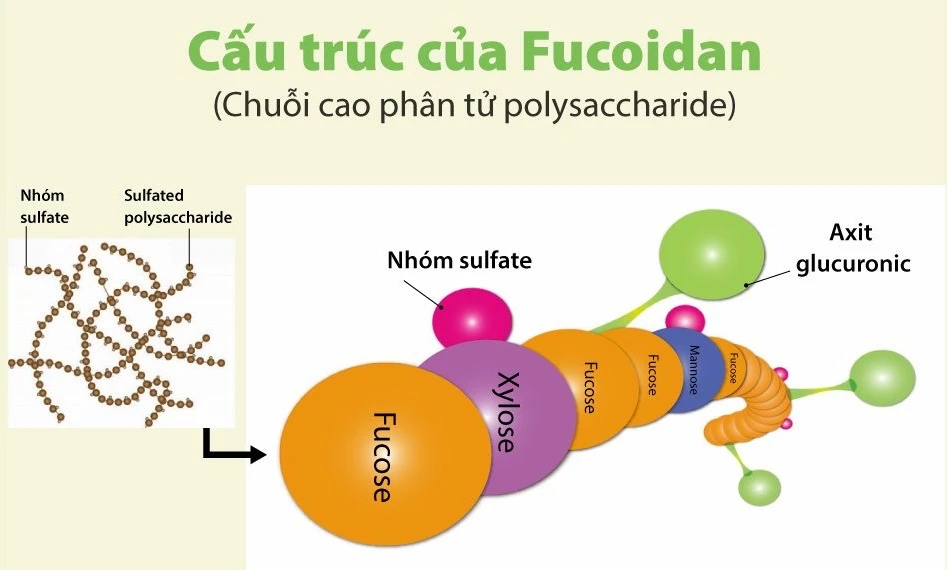 Fucoidan là gì? Tìm hiểu tác dụng của Fucoidan với sức khỏe