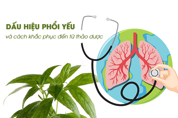 Dấu hiệu phổi yếu và cách khắc phục đến từ thảo dược