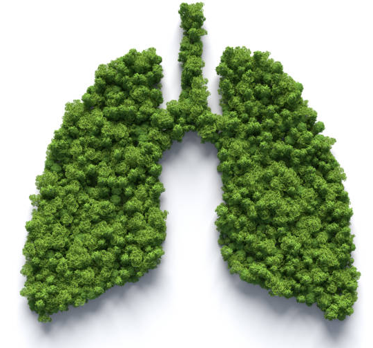 Top 9 loại thảo dược tốt cho sức khỏe người bệnh phổi mãn tính